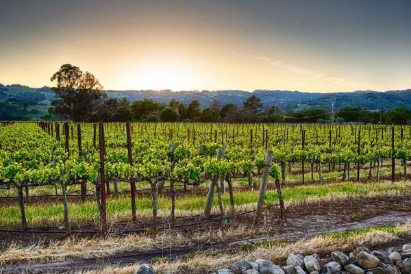 California-Winery